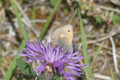 <i>Coenonympha pamphilus</i>