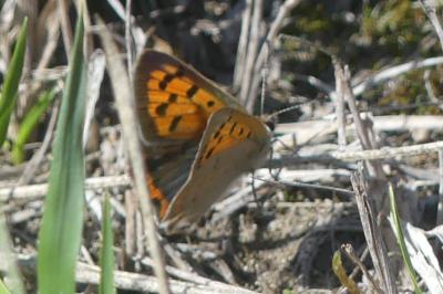 <i>Lycaena phlaeas</i>