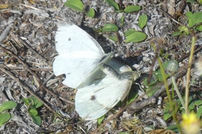 <i>Pieris rapae</i>