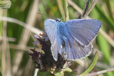 <i>Polyommatus icarus</i>