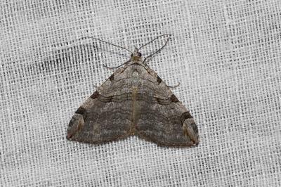 <i>Aplocera</i>