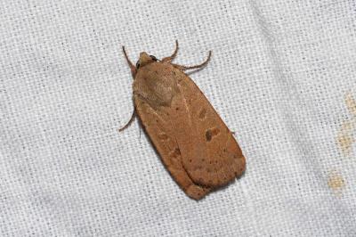 <i>Noctua comes</i>