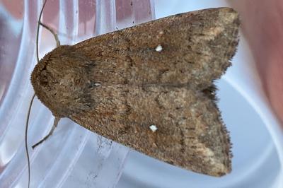 <i>Mythimna albipuncta</i>