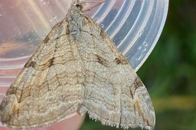<i>Aplocera plagiata</i>