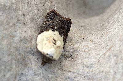 <i>Acleris variegana</i>