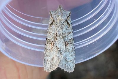 <i>Lithophane ornitopus</i>