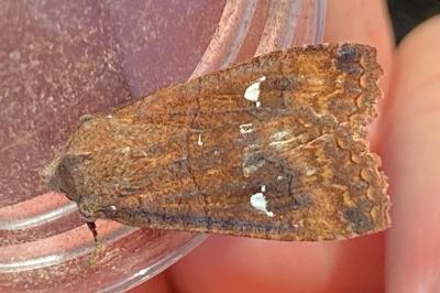 <i>Eupsilia transversa</i>
