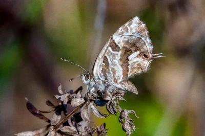 <i>Cacyreus marshalli</i>