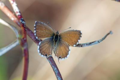 <i>Cacyreus marshalli</i>