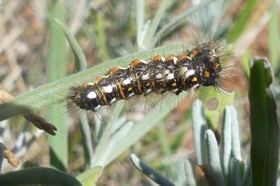 <i>Acronicta rumicis</i>