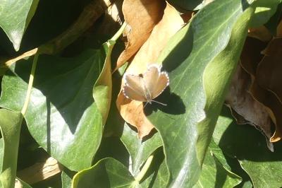 <i>Cacyreus marshalli</i>