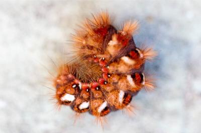 <i>Acronicta rumicis</i>