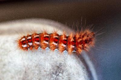 <i>Acronicta rumicis</i>