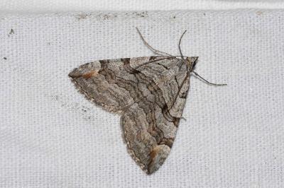 <i>Aplocera</i>
