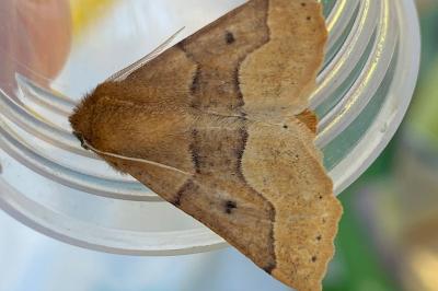 <i>Crocallis tusciaria</i>