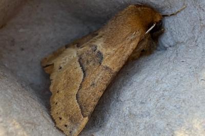 <i>Crocallis tusciaria</i>