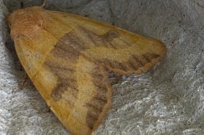 <i>Atethmia centrago</i>
