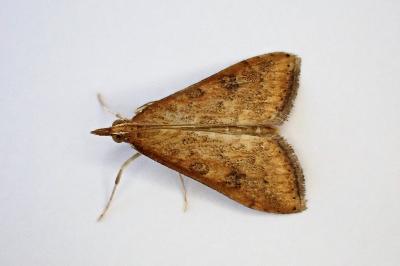 <i>Udea ferrugalis</i>