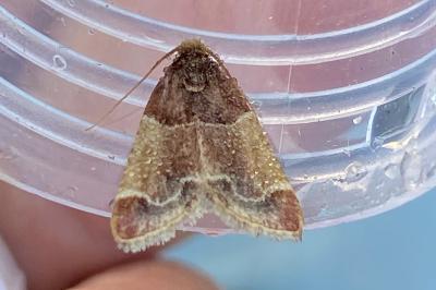 <i>Pyralis farinalis</i>