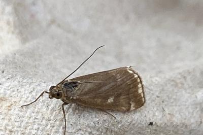 <i>Loxostege sticticalis</i>