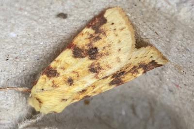 <i>Cirrhia icteritia</i>