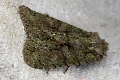 <i>Dryobotodes eremita</i>