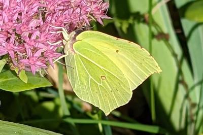 <i>Gonepteryx rhamni</i>