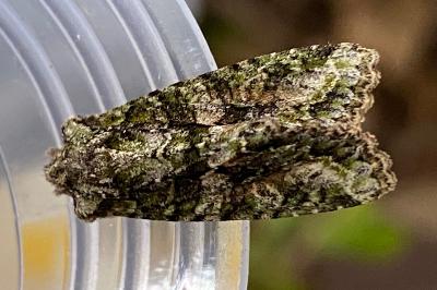 <i>Dryobotodes eremita</i>