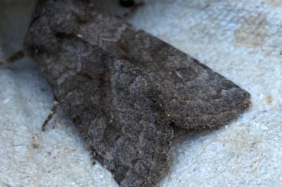 <i>Aporophyla lueneburgensis</i>