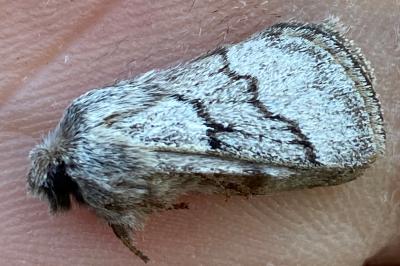<i>Trichiura crataegi</i>