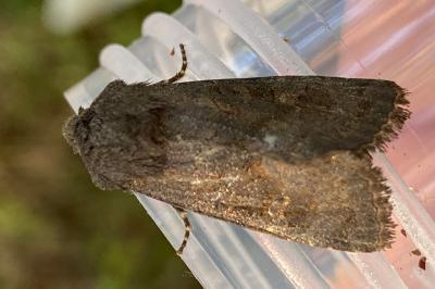 <i>Aporophyla lueneburgensis</i>