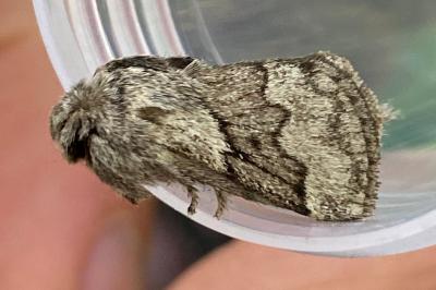 <i>Trichiura crataegi</i>