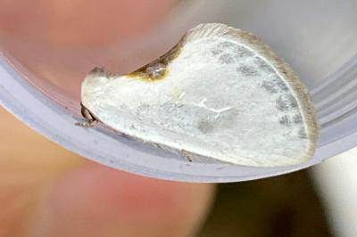 <i>Cilix glaucata</i>