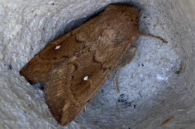 <i>Mythimna albipuncta</i>