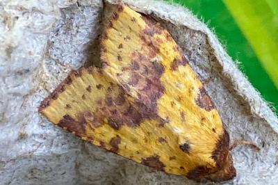 <i>Xanthia togata</i>