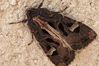 <i>Trigonophora flammea</i>