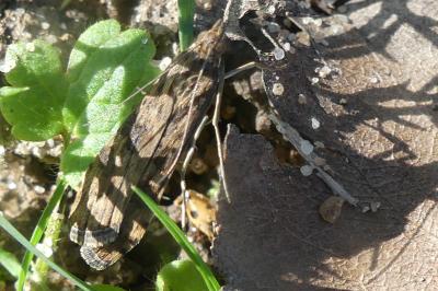 <i>Nomophila noctuella</i>