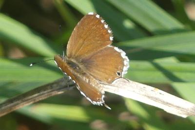<i>Cacyreus marshalli</i>