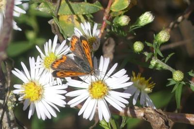 <i>Lycaena phlaeas</i>