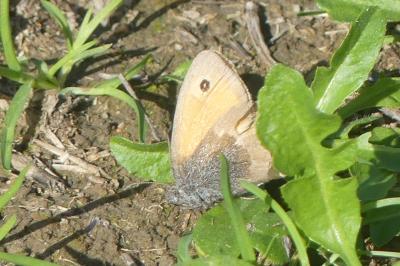 <i>Coenonympha pamphilus</i>