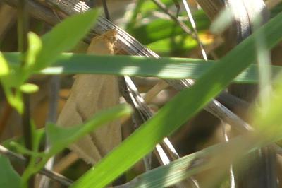 <i>Rhodometra sacraria</i>