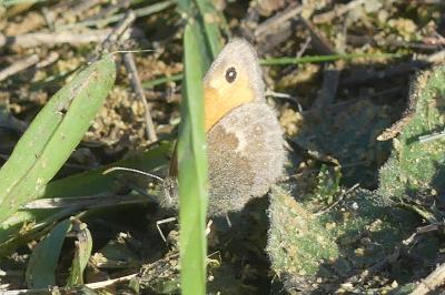 <i>Coenonympha pamphilus</i>