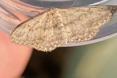 <i>Idaea seriata</i>