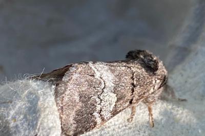 <i>Drymonia querna</i>