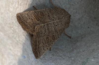 <i>Hoplodrina</i>