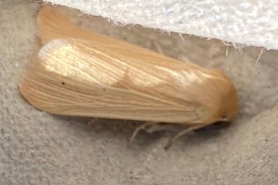 <i>Mythimna pallens</i>