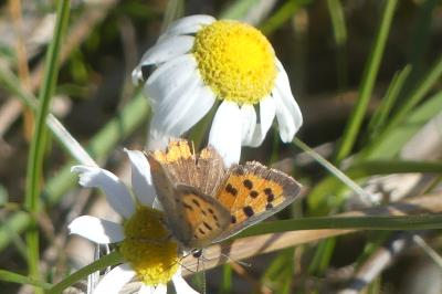 <i>Lycaena phlaeas</i>
