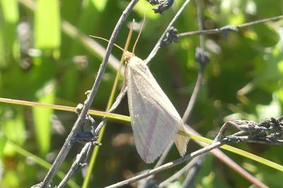 <i>Rhodometra sacraria</i>