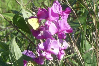 <i>Colias crocea</i>