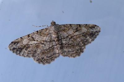 <i>Peribatodes rhomboidaria</i>